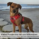 Ostsee-urlaub-zempin Direkt Am Kuestenwald, Nur Wenige Minuten Zum Strand, Optimal Fuer Paare Mit 1 Hund Bis 45 Cm Schulterhoehe Zempin