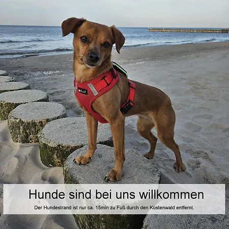 Ostsee-Urlaub-Zempin Direkt Am Kuestenwald, Nur Wenige Minuten Zum Strand, Optimal Fuer Paare Mit Hund * Zempin