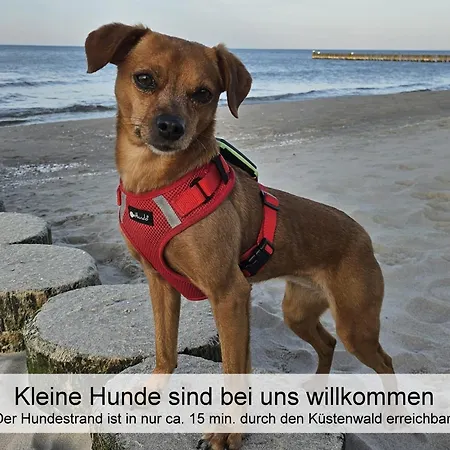 Ostsee-urlaub-zempin Direkt Am Kuestenwald, Nur Wenige Minuten Zum Strand, Optimal Fuer Paare Mit 1 Hund Bis 45 Cm Schulterhoehe Zempin