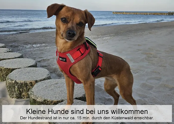 Ostsee-urlaub-zempin Direkt Am Kuestenwald, Nur Wenige Minuten Zum Strand, Optimal Fuer Paare Mit 1 Hund Bis 45 Cm Schulterhoehe زيمبين